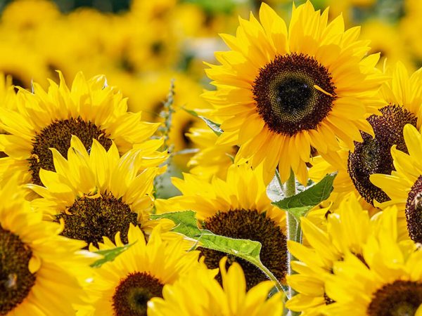 Florist Listing Category Infinity Flowers